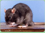 rat control Kensal Green