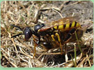 wasp control Kensal Green